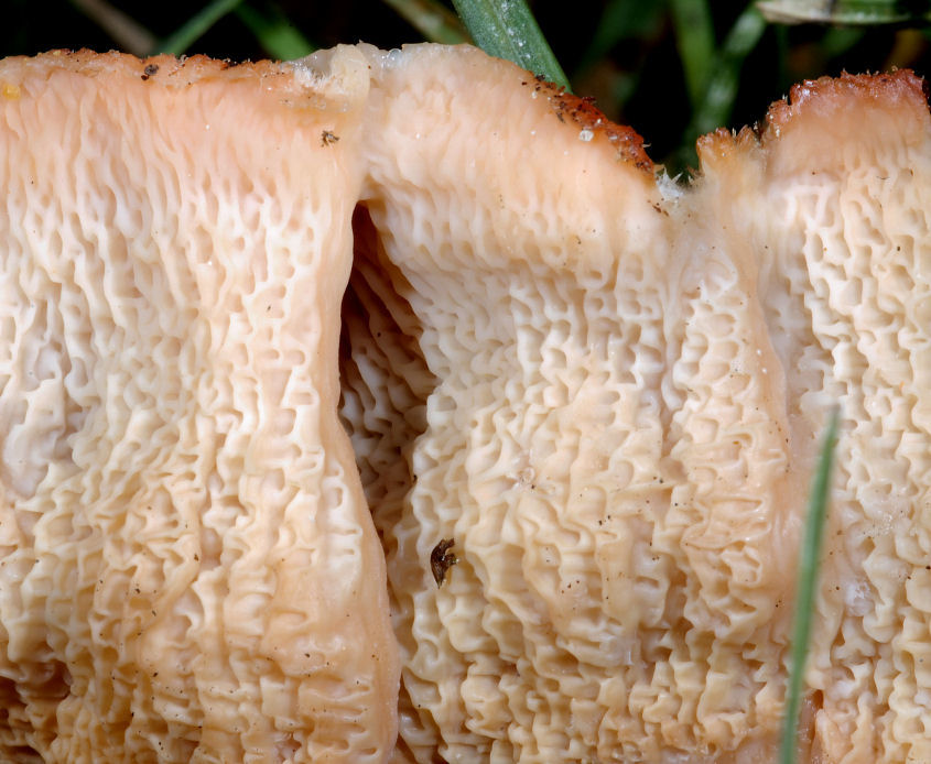 Chi indovina questi funghi?
